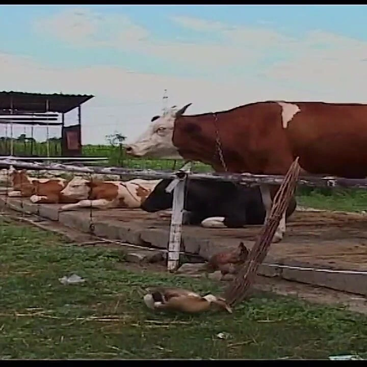 Klasik sarışın orta yaşlı seksi kadın ahırda ve açık havada perişan oluyor