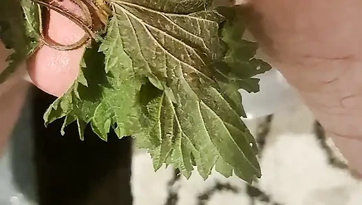 Acıtan ısırgan otu ile ilk sesim