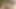 Minyon esmerle yüksek sesle inleyerek sikişiyor
