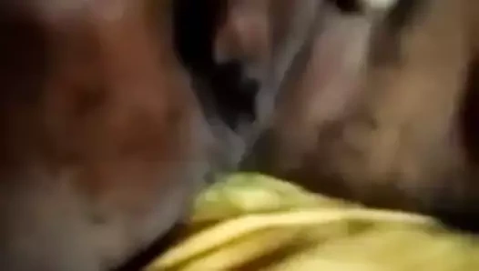 Abanoz kedi mastürbasyon yapmak