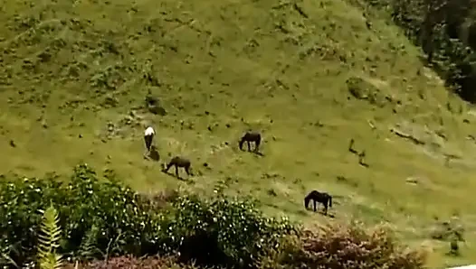 Gangbanged Again