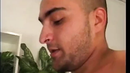 Olgun civciv kırlangıçlar