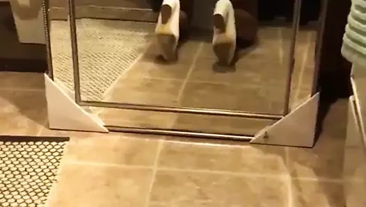 azgın nedime lanet bir hırsız