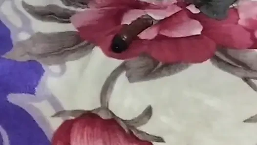 Seksi tavşan