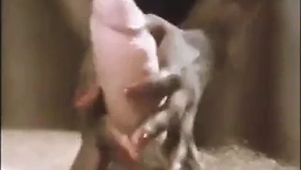 Linda jade, jennifer sax, benim ling içinde vintage xxx film