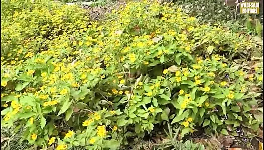 Özgür ruhlu olgun kadınların açık havada yetişkin özgürlüğüne kucak açtığı kırsal kaçış - sahne 4