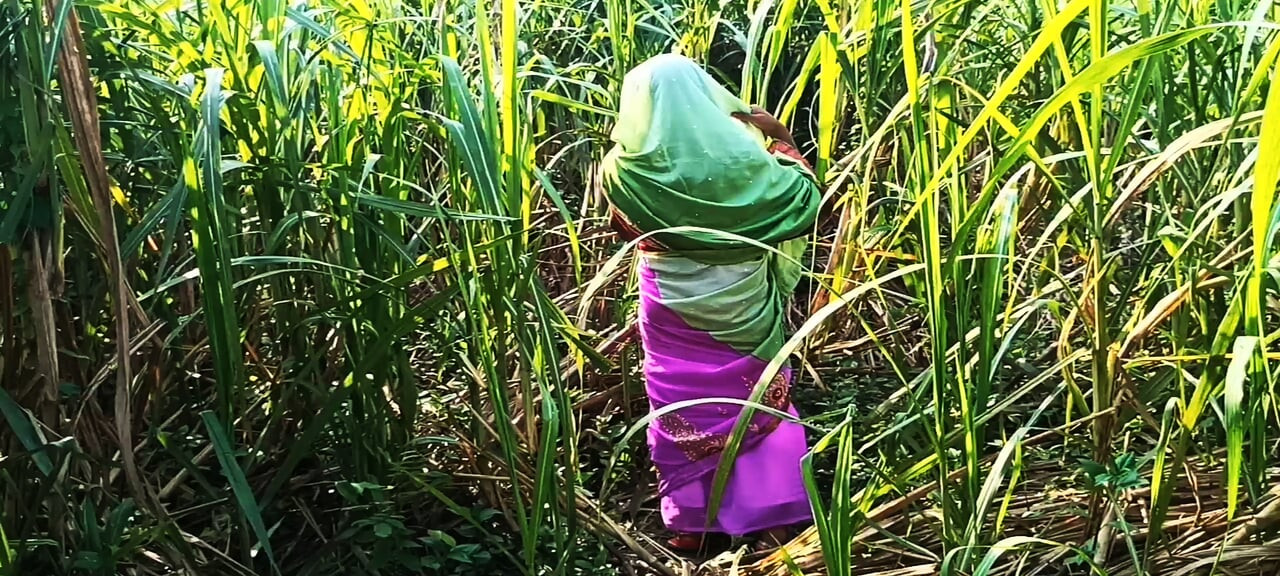 Kocasının arkadaşı şeker kamerun tarlasında yeni gelini ile buluşmaya gitti.  Gelin bir arkadaşıyla sikişecekti..