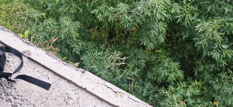 Terk edilmiş bir fabrikada genç bir sikici babasıyla tanıştı ve gelene kadar deliklerini sert sikti