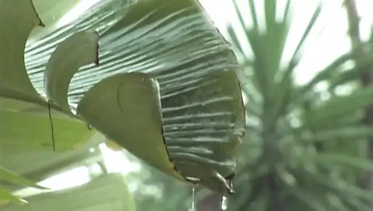 İç çamaşırlı orta yaşlı seksi kadın ıslak orgazm olana kadar parmaklanıyor