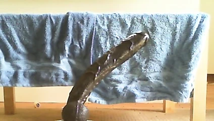 Dick rambonedoing o tekrar