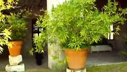 La Monaca Lussuriosa