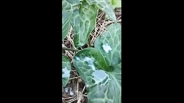 I enjoy like a hedgehog