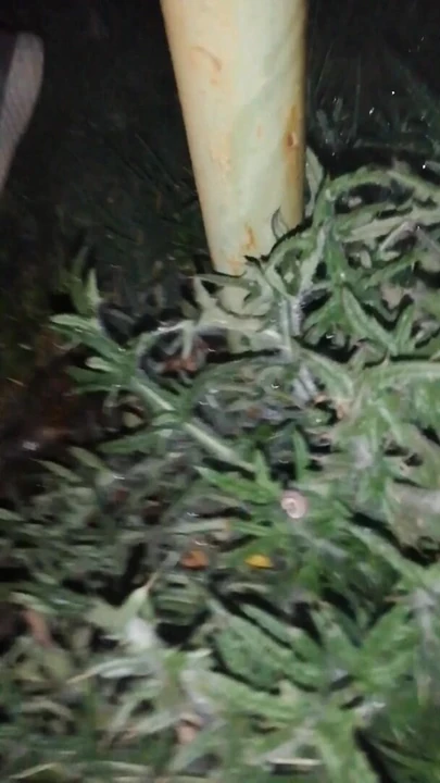 Pissing in public on a meadow