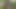 Tutkulu seks için ormanda saklanmak