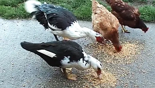 Kızıl Fransız bebek bu azgın kovboya tüm deliklerini veriyor