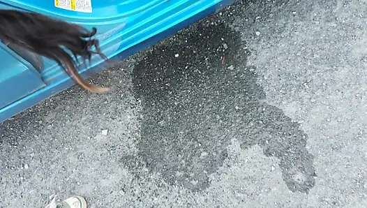 Asosyal faery işiyor