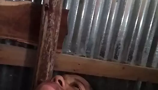 Azgın Dominikli kazık güçlü çok violet kaltak