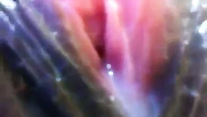 Suyu damlayan itibaren kedi