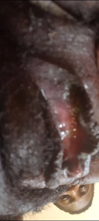 German fat hairy black pussy closeups