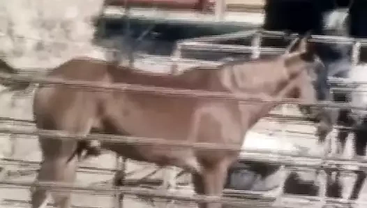 Yetmişlerden ciddi seks - vücudunu sallıyor