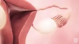 Kadın doğurganlığı animasyonu