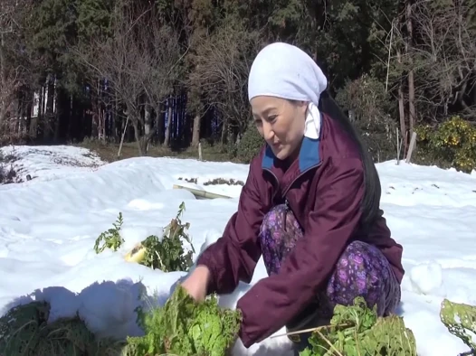 A140G12 Karda Çin lahanası hasat eden olgun bir kadın, içgüdüsel seksle arzuyla bir ahırda çılgınca kırbaçlıyor ve doruklara ulaşıyor!