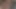 Siyah boğası tarafından kullanıldı