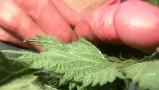 yoğun yakın yukarı horoz işkence ısırgan ile son ile cum