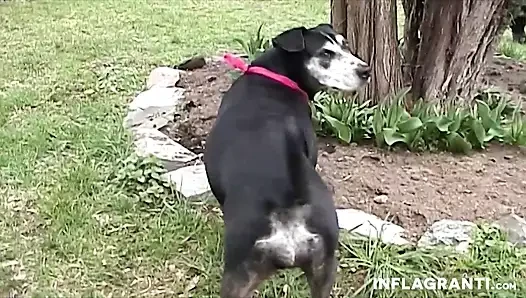 Düzgün vücutlu amatör bebek açık havada sikiliyor