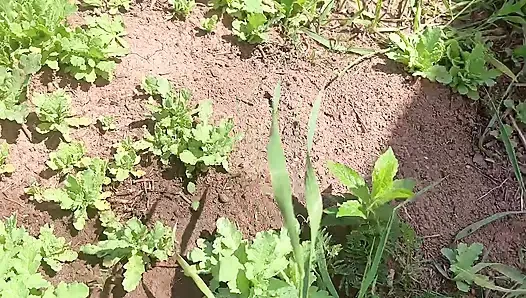 Bakım çöpü ağacı için amcık sidik kir