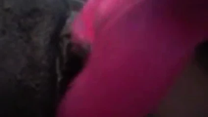 KEDİ yeme bir vibratör