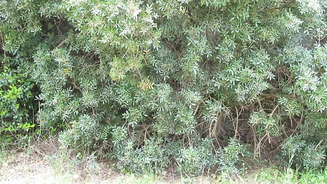 Femboy mastrubation. effeminate boy masturbation.