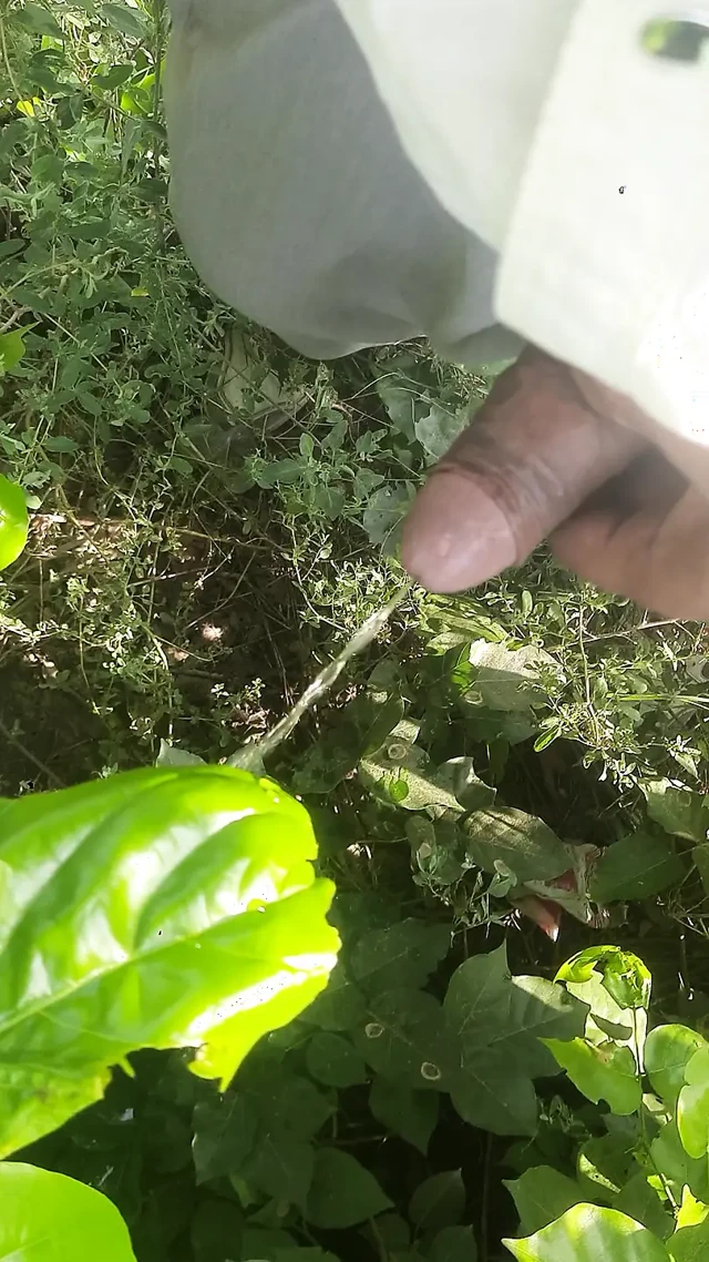 Yaprakların arasında seks yaptım, yapraklar bile bunu düşününce utandı.