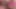 Piggy Rose büyük ayı ve lucipork ile xbiz miami'de yayın yapıyor