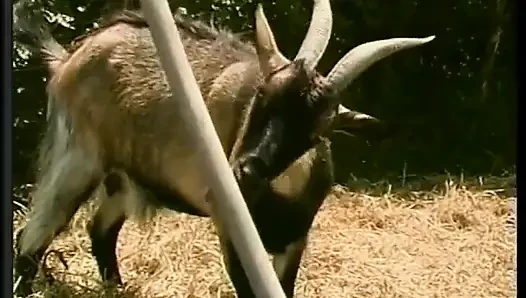 Azgın yarak emen adam çimlerde ateşli bir kaltağı sikerken götünü parçalıyor