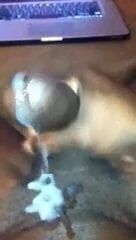 Большой черный член кончает