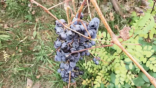 Bir kulübede sonbahar romantik seksimiz - lezbiyen illüzyon