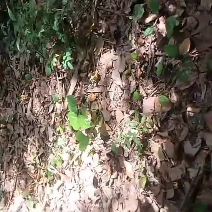 Karısı kocası işteyken bahçeyi temizlemeye gelen biri tarafından sikiliyor