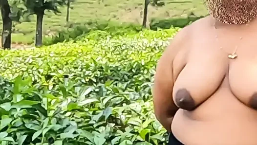 Tombul çıplaklar, açık havada çay tarlasında üstsüz, göğüslerini götünü teşhir ediyor