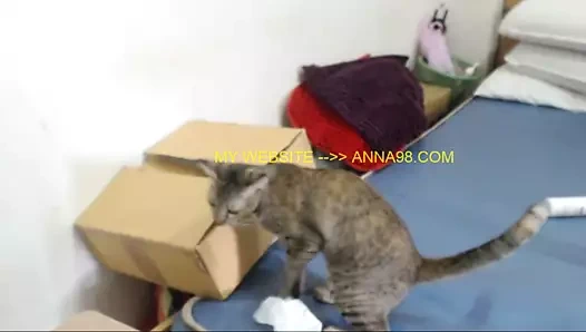 Danejones 19yr eski kahverengi ıslak kedi