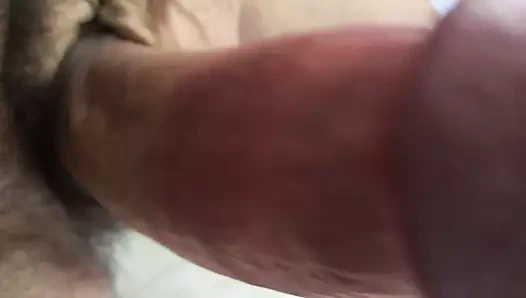 Olgun horoz dik ve sert