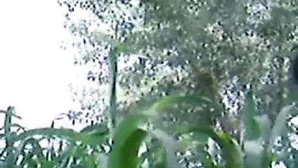 Tarlalarda köy teyze