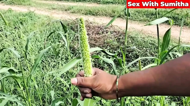 Sumitha ile komşu erkek arkadaşıyla açık havada çiftçi alanıyla en ateşli sikiş