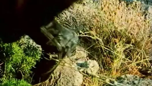 Kesse Kurven und Kanaillen (1980)