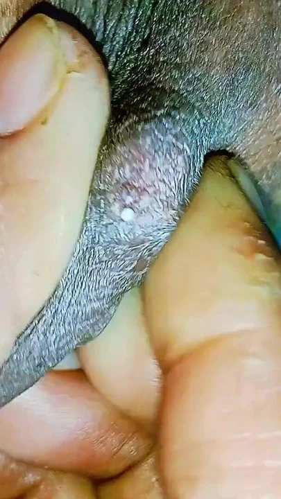 Hintli kız ateşli bangla edepsizce konuşuyor, güzel xxx video | Klip 1