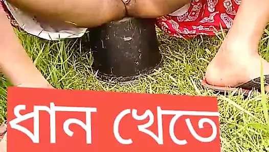 Çeltik tarlalarına işiyor