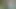 Kremsi kedi üzerinde sevimli Asya gül