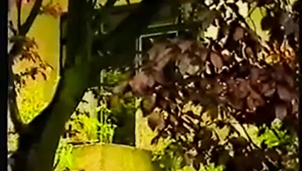 Bois De Boulogne Whore Wars