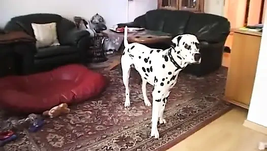 Sevimli kız yarak emmek için mastürbasyon yapıyor