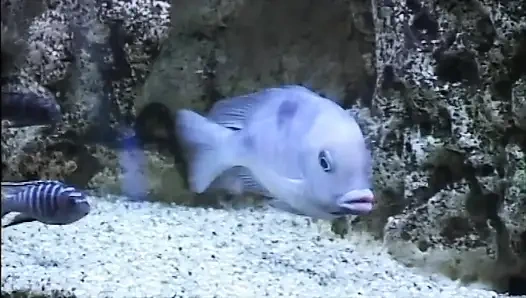 Arkadaşı izlerken kız arkadaşını sikiyor